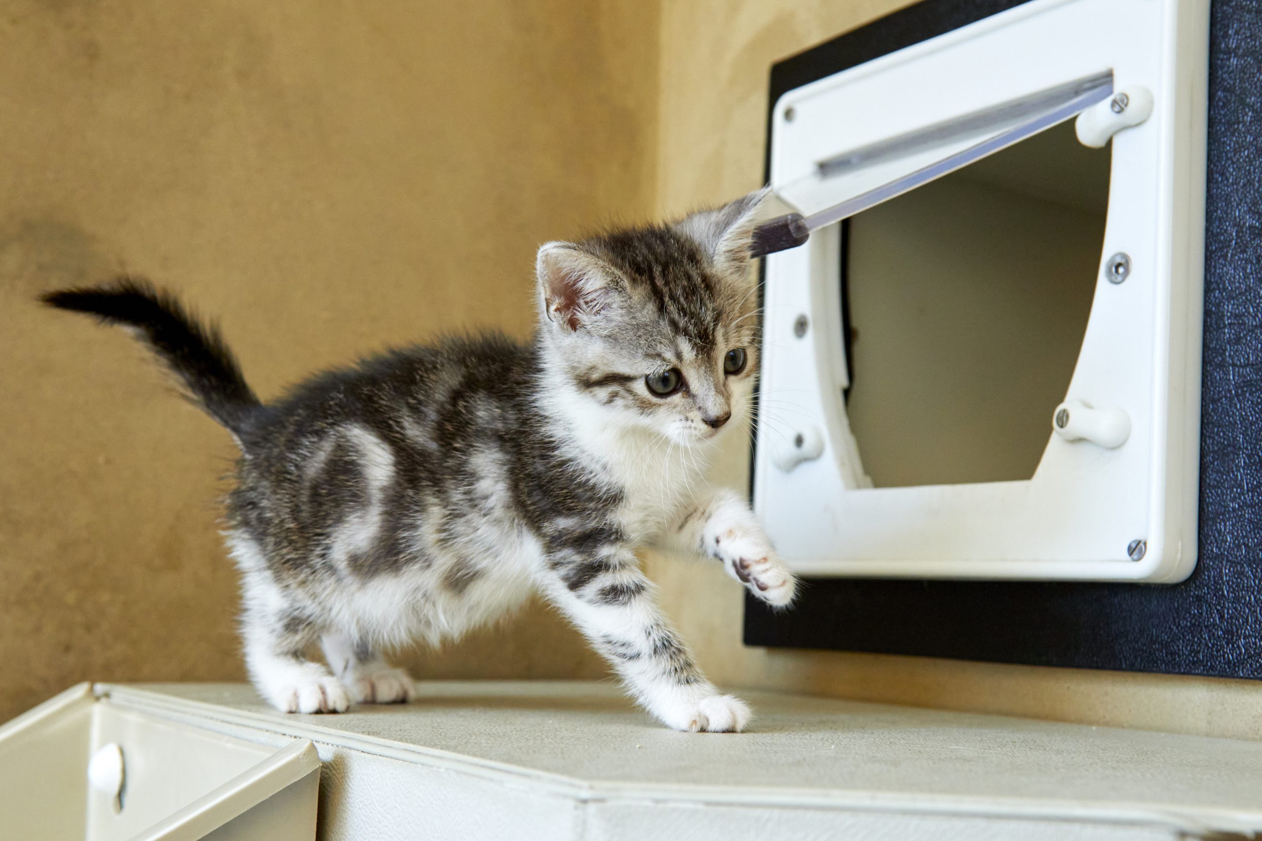 Kitten 1