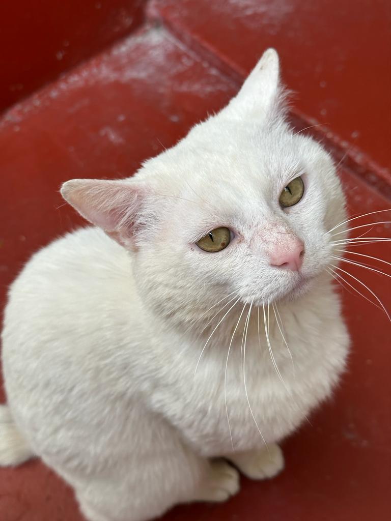 Stan RSPCA Solent Branch The Stubbington Ark learn-2-weave-methods-why-not-luxx-training-academy-facebook