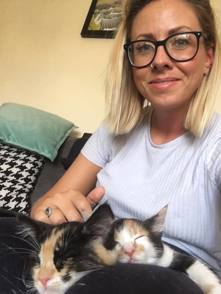 Fostering a cat RSPCA Solent Branch The Stubbington Ark