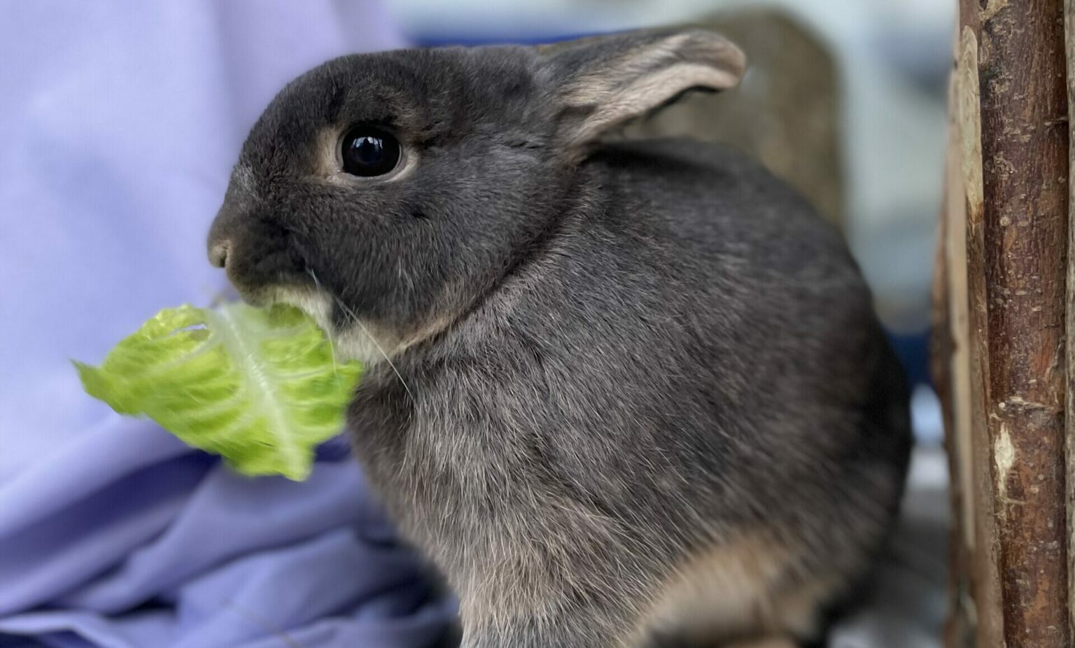 Rabbit teeth - RSPCA Solent Branch CIO - The Stubbington Ark