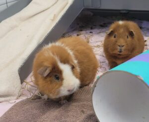 Beautiful view of Guinea Pig Feed Iron Enrichment Methods