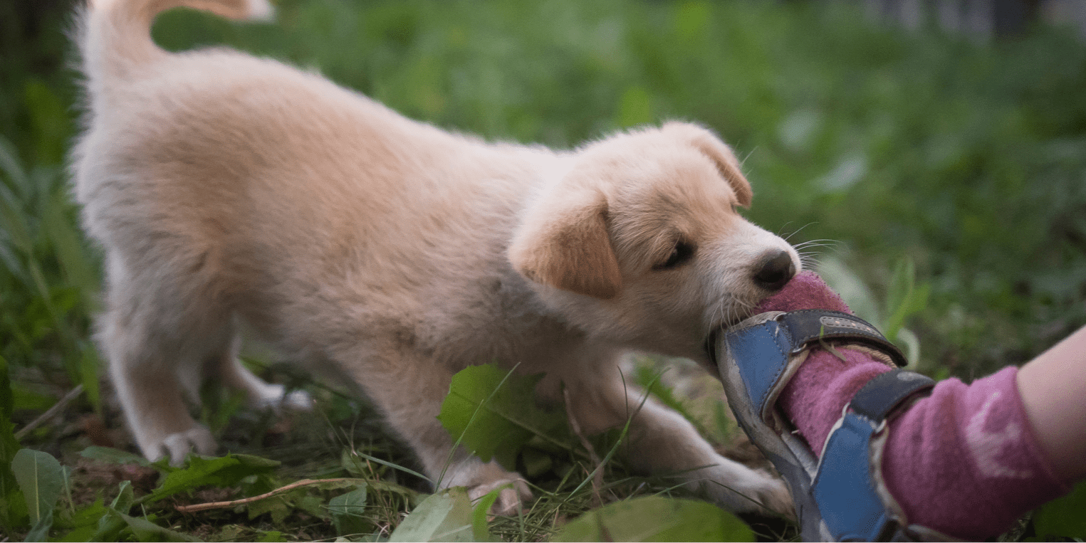 Puppy Biting/Mouthing - RSPCA Solent Branch CIO - The Stubbington Ark