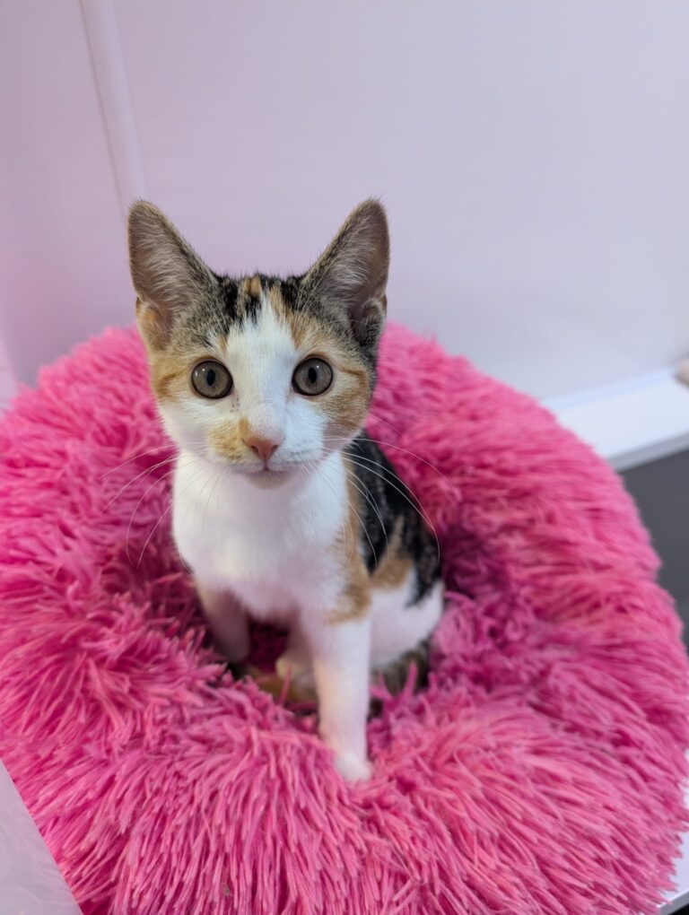Cats for Adoption - RSPCA Solent Branch CIO - The Stubbington Ark
