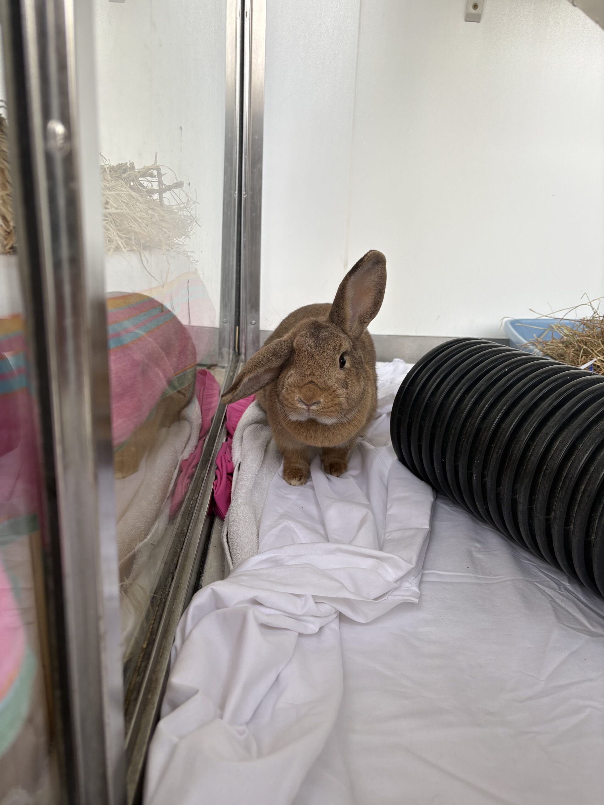 Cindy Lou Who — photo 3