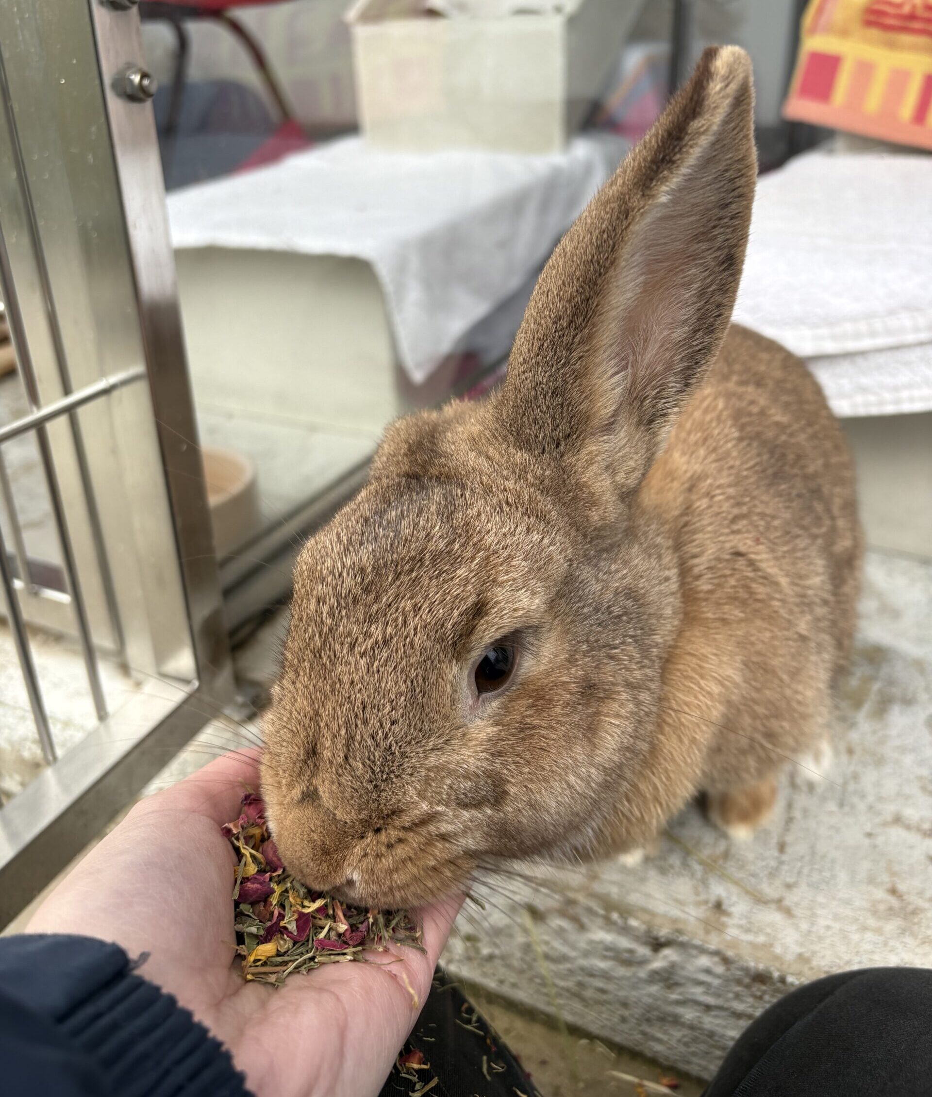 Cindy Lou Who — photo 4