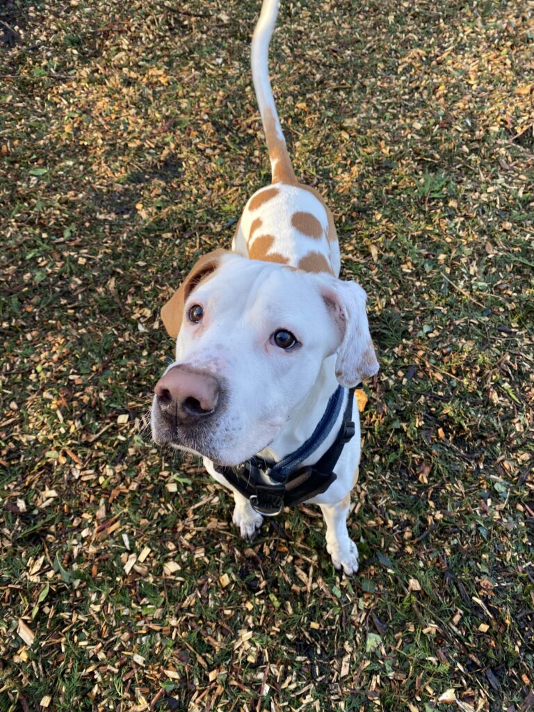 Marmaduke, a 10 months old male Crossbreed available for adoption from RSPCA in Fareham, Hampshire
