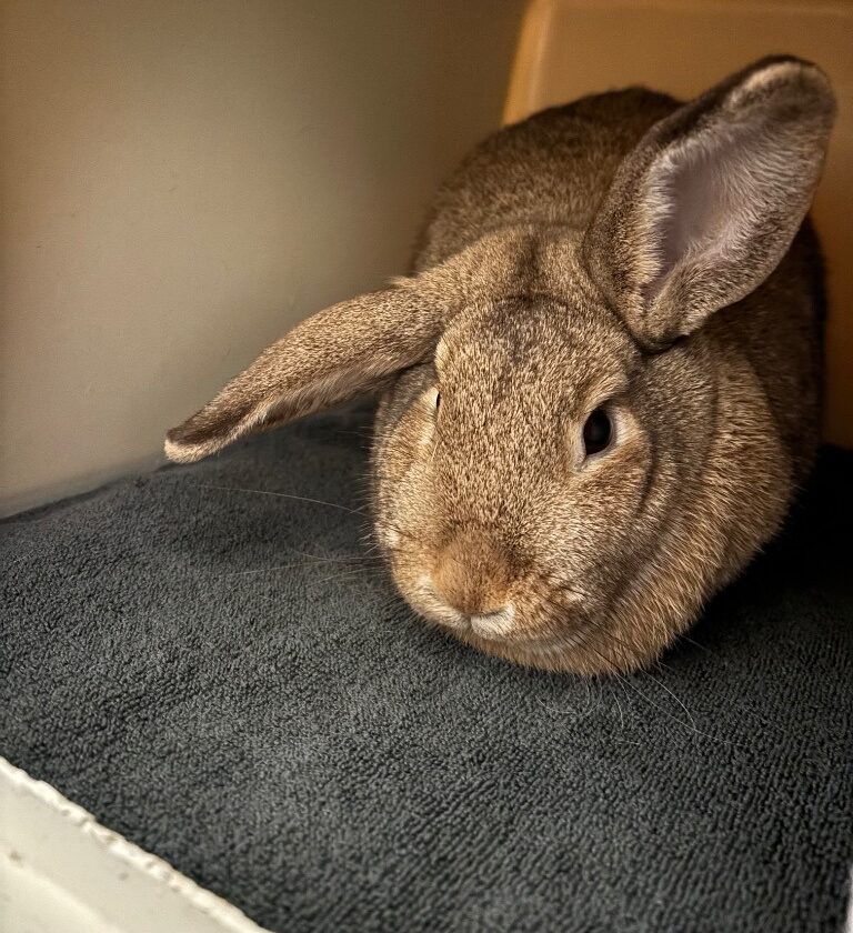 Cindy Lou Who — photo 2