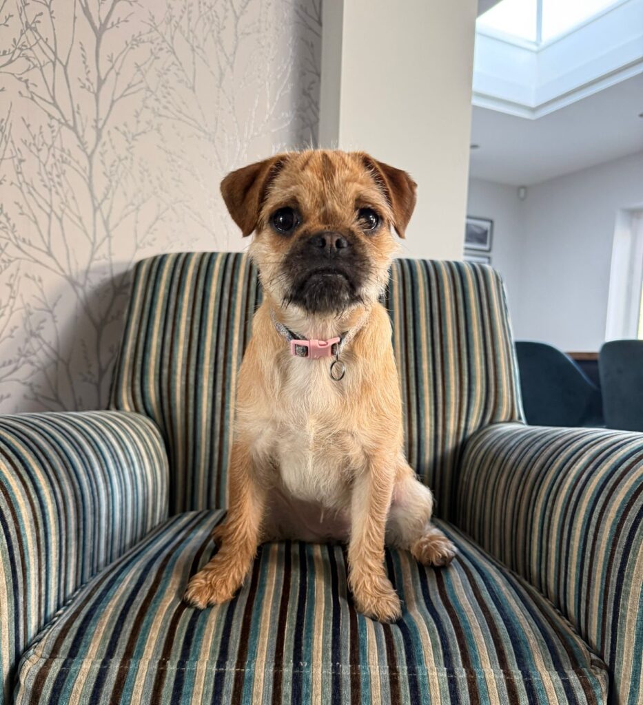 Cherry, a 4 months old female Pug X Yorkshire Terrier available for adoption from RSPCA in Fareham, Hampshire