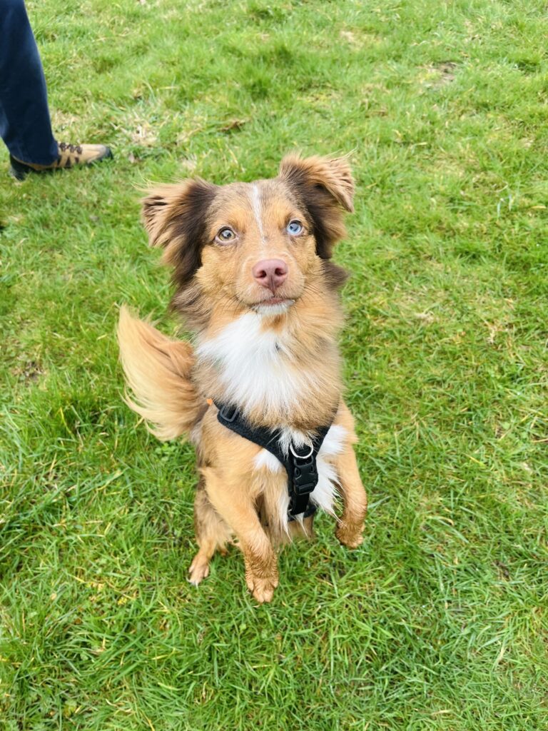 Darwin, a 1 year old male Australian Shepherd x Jack Russell Terrier available for adoption from RSPCA in Hampshire