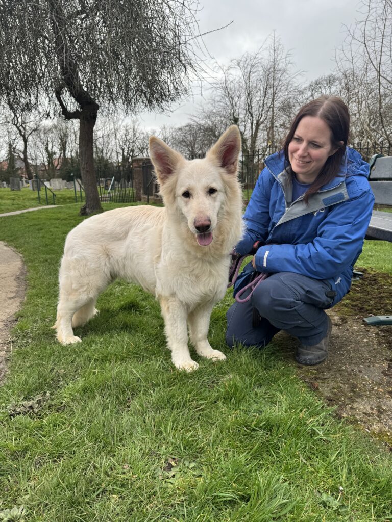Lady, a 2 years old female German Shepherd available for adoption from RSPCA in Fareham, Hampshire