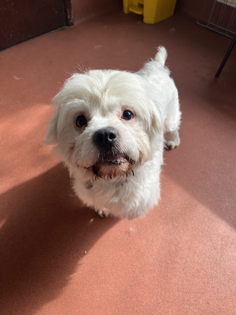 Solo, a 2 years old male Shih Tzu x Boxer available for adoption from RSPCA in Fareham, Hampshire