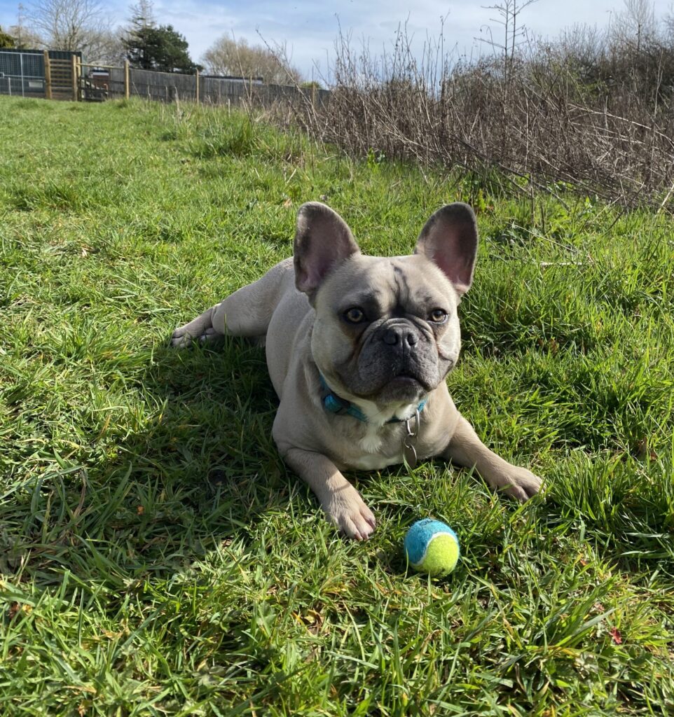 Freddie, a 2 years old male French Bulldog available for adoption from RSPCA in Hampshire