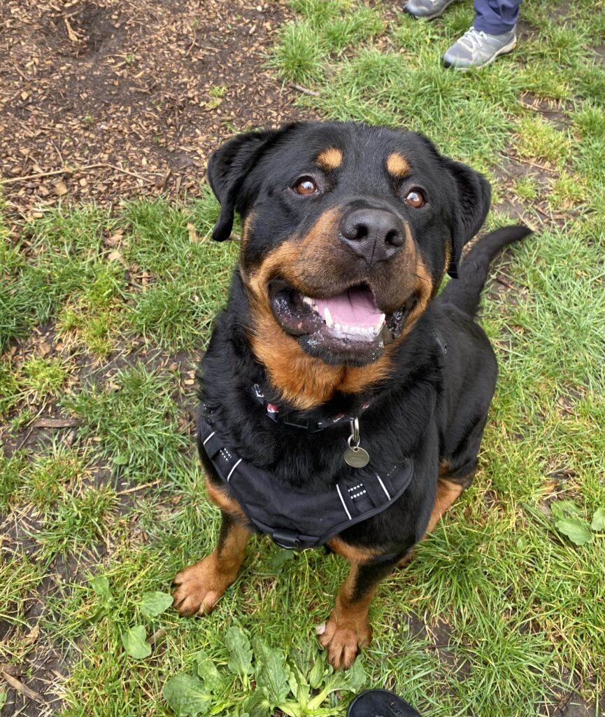 Brian May, a 4 years old male Rottweiler available for adoption from RSPCA in Hampshire