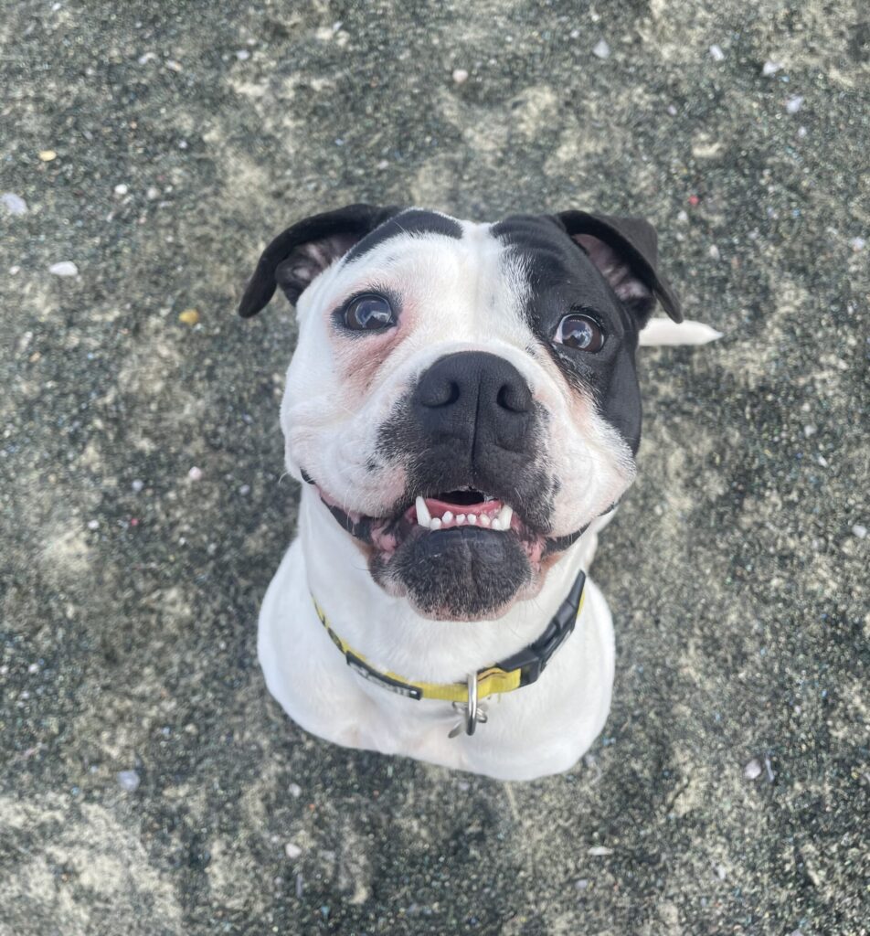 Betty, a 1 year old female Bulldog x Staffordshire Bull Terrier available for adoption from RSPCA in Hampshire