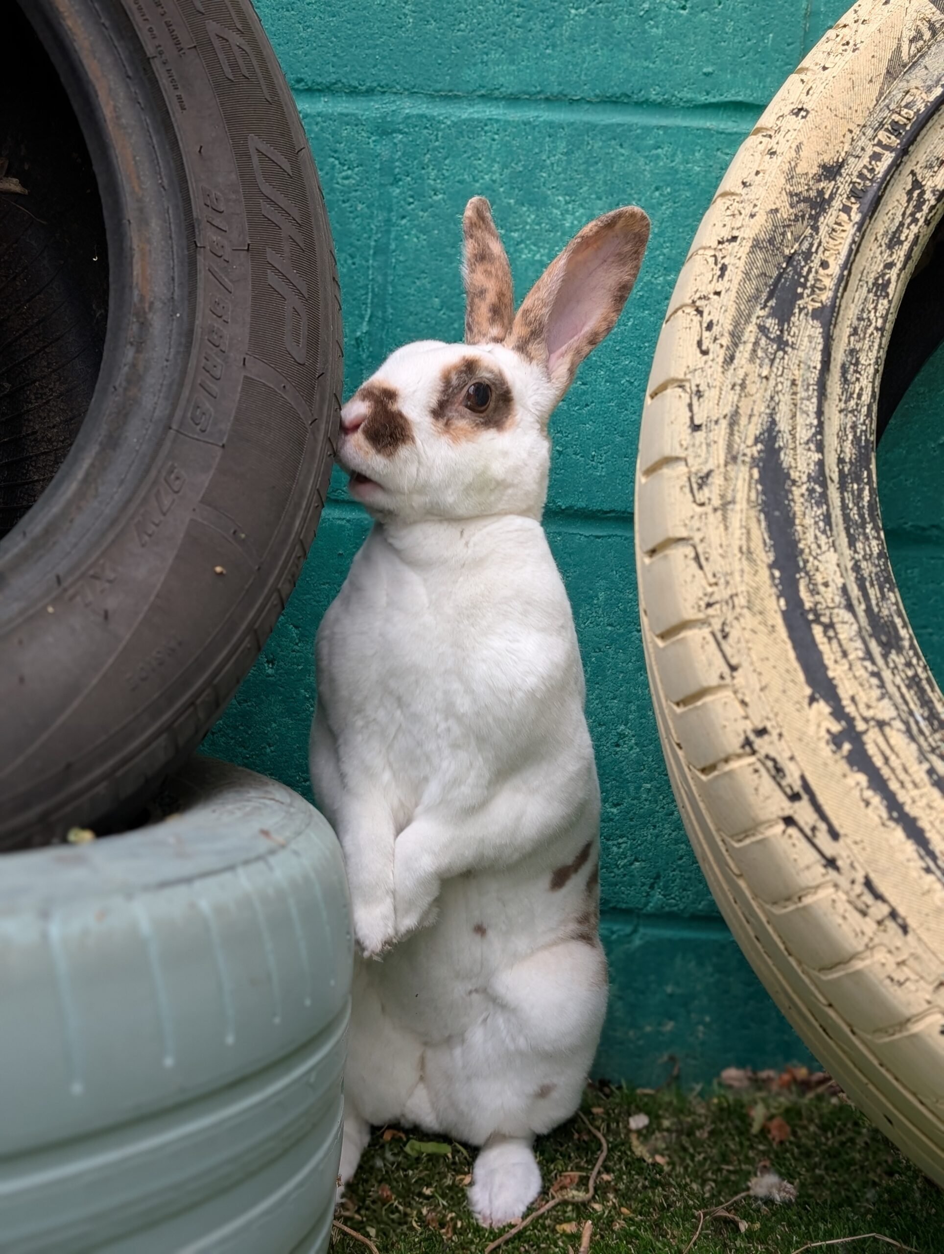 Tina — photo 3