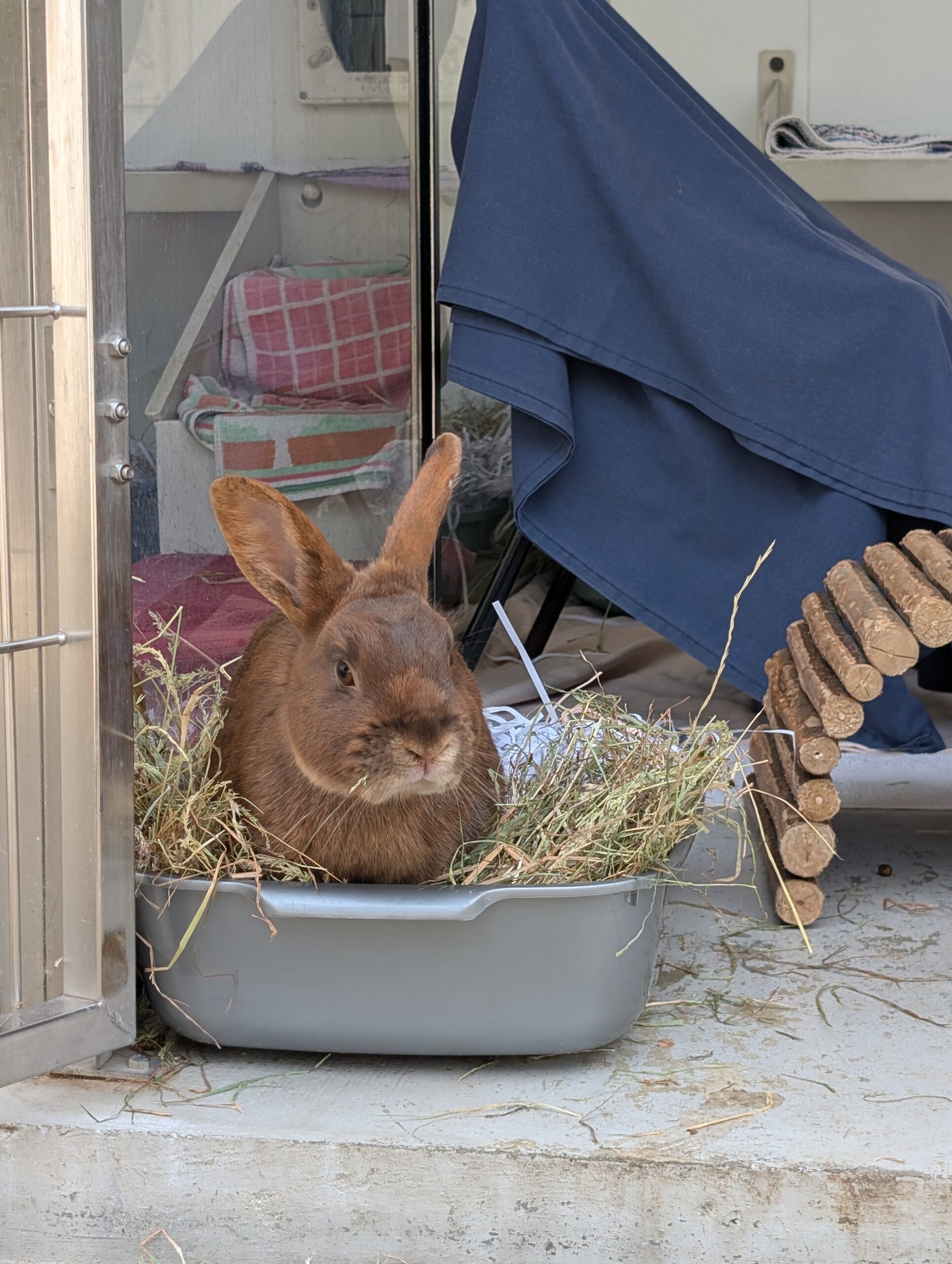 Ronnie & Reggie — photo 5