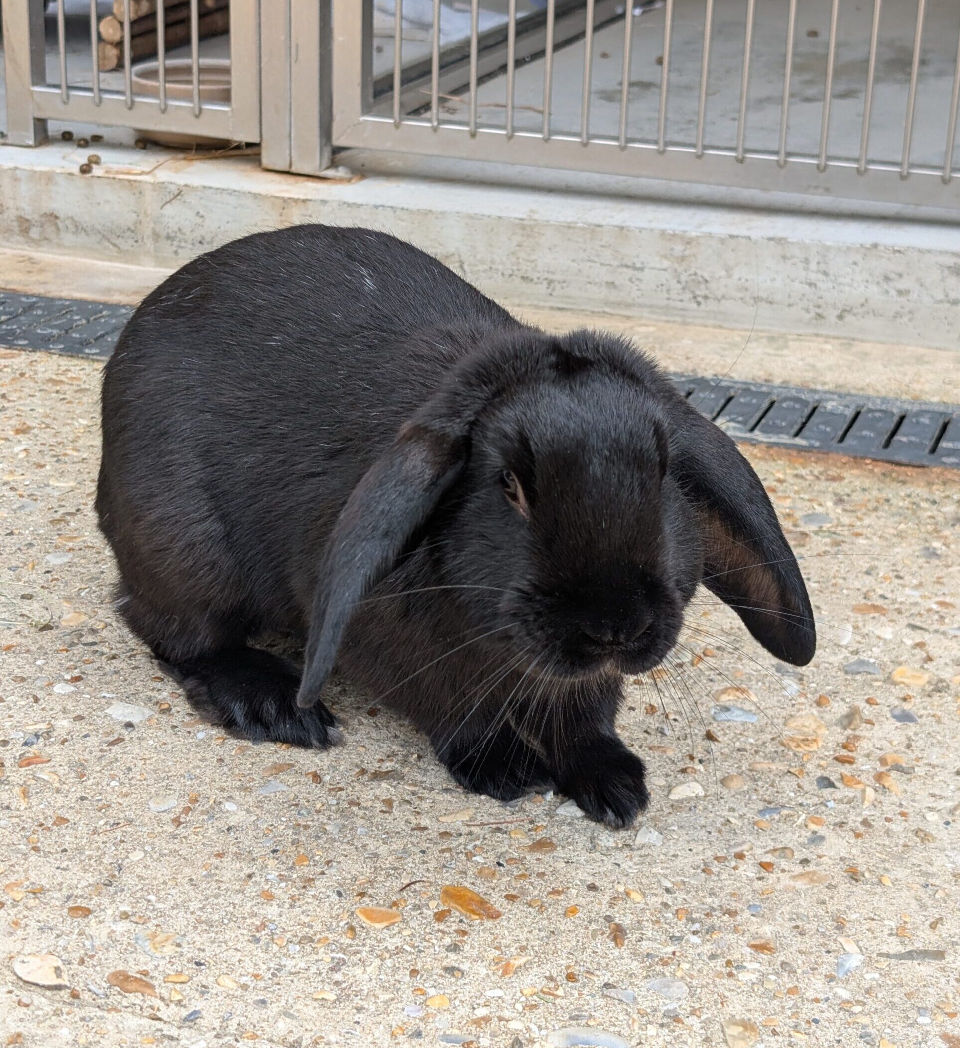 Ronnie & Reggie — photo 1