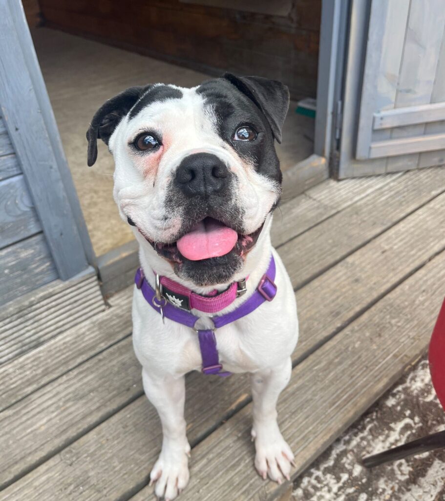 Betty, a 1 year old female Bulldog x Staffordshire Bull Terrier available for adoption from RSPCA in Hampshire