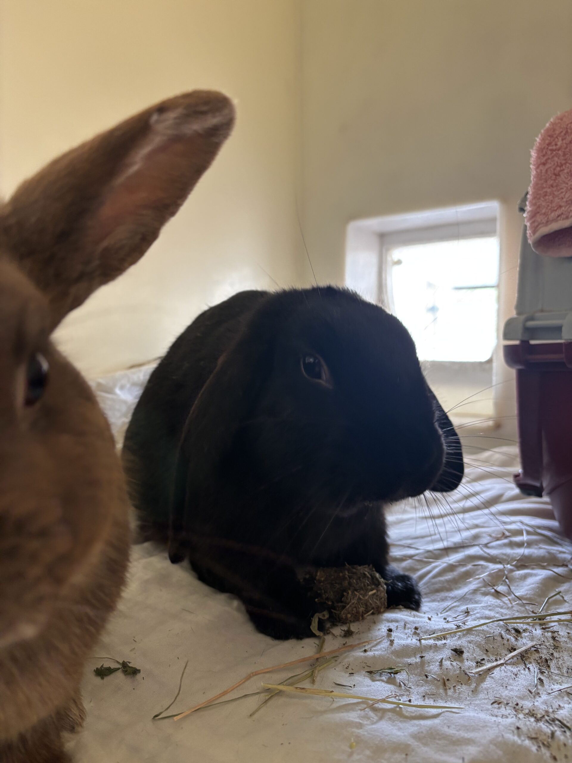 Ronnie & Reggie — photo 3