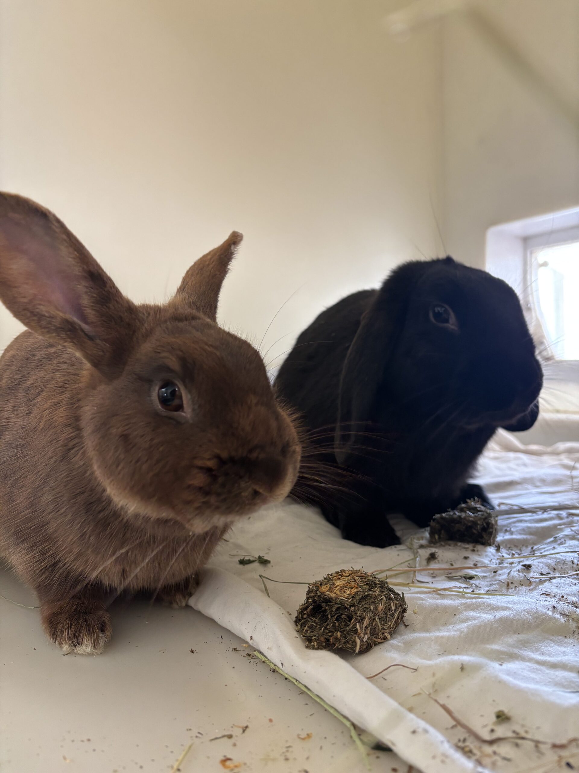Ronnie & Reggie — photo 2