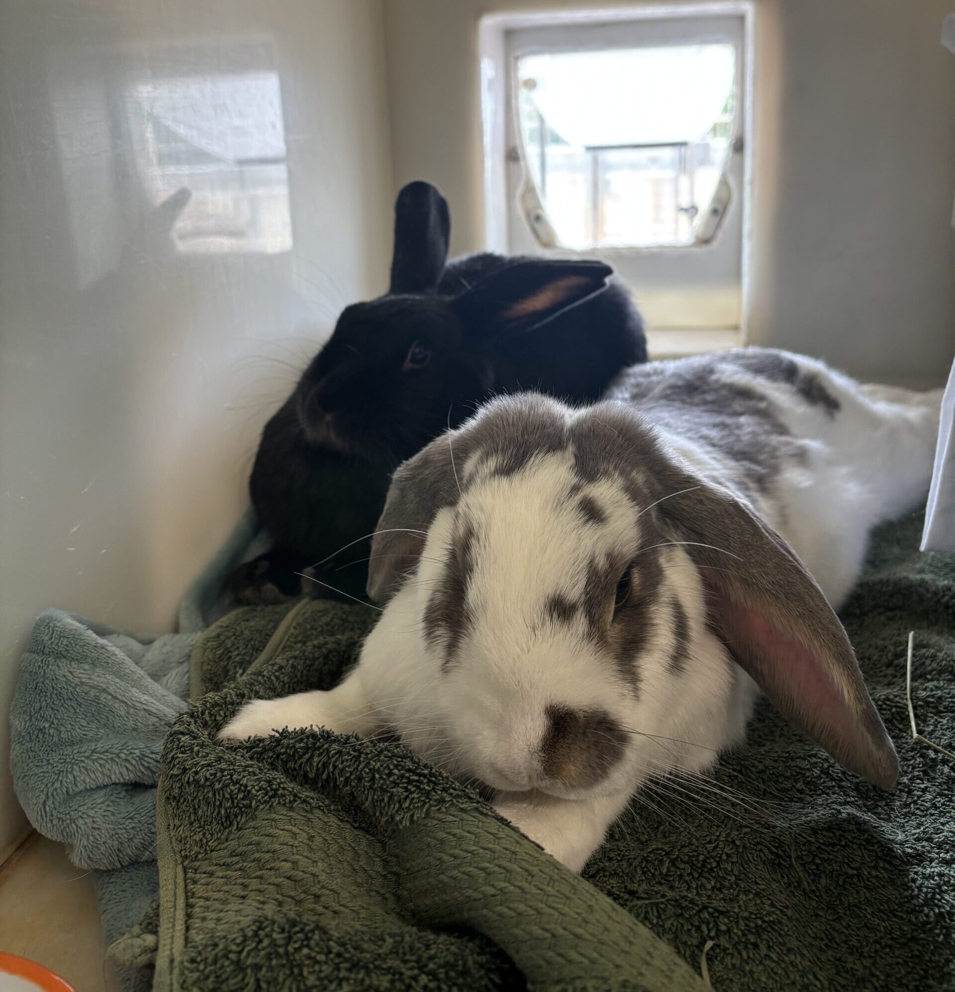 Lily & Rosie — photo 4