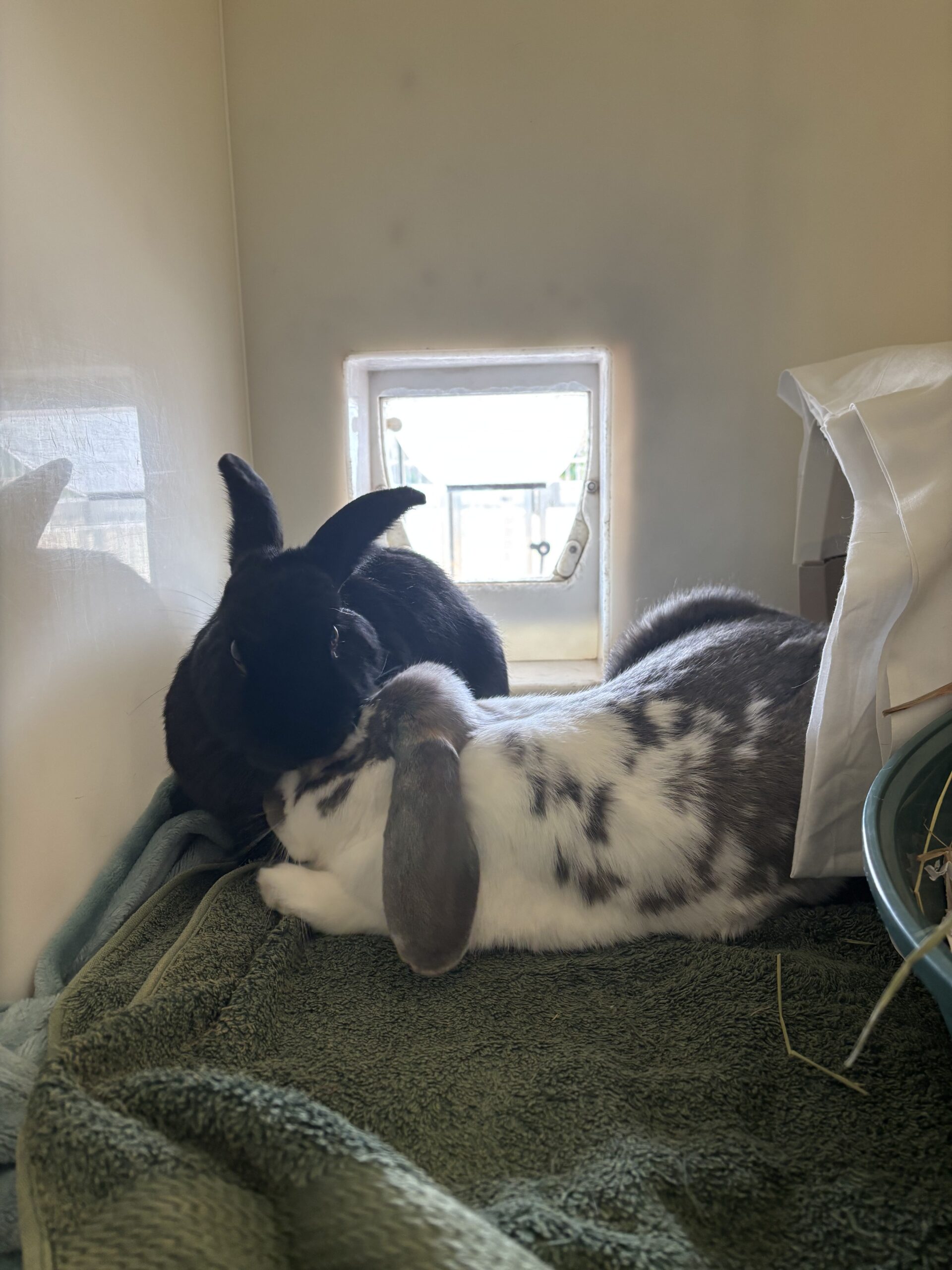 Lily & Rosie — photo 3