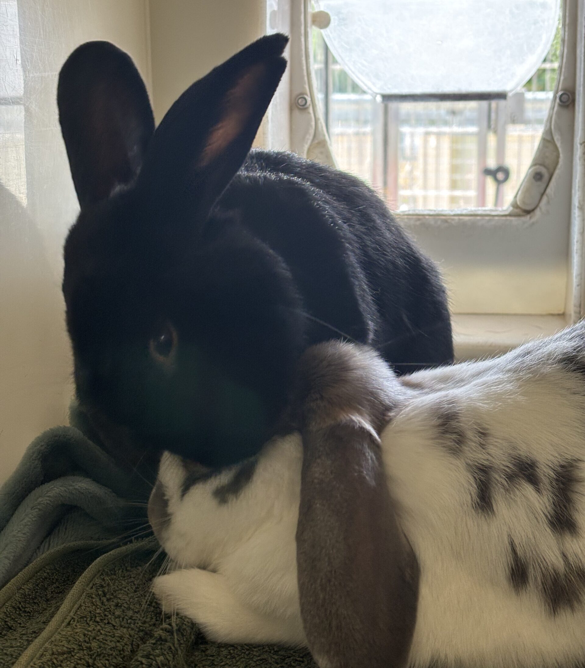 Lily & Rosie — photo 2