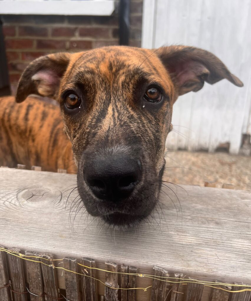 Bruce, a 5 months old male Mastiff available for adoption from RSPCA in Hampshire