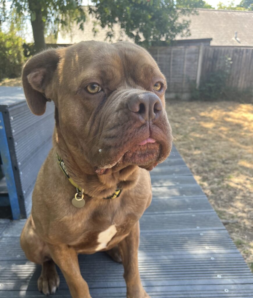Indie, a 2 years old female Dogue de Bordeaux x Mastiff available for adoption from RSPCA in Hampshire