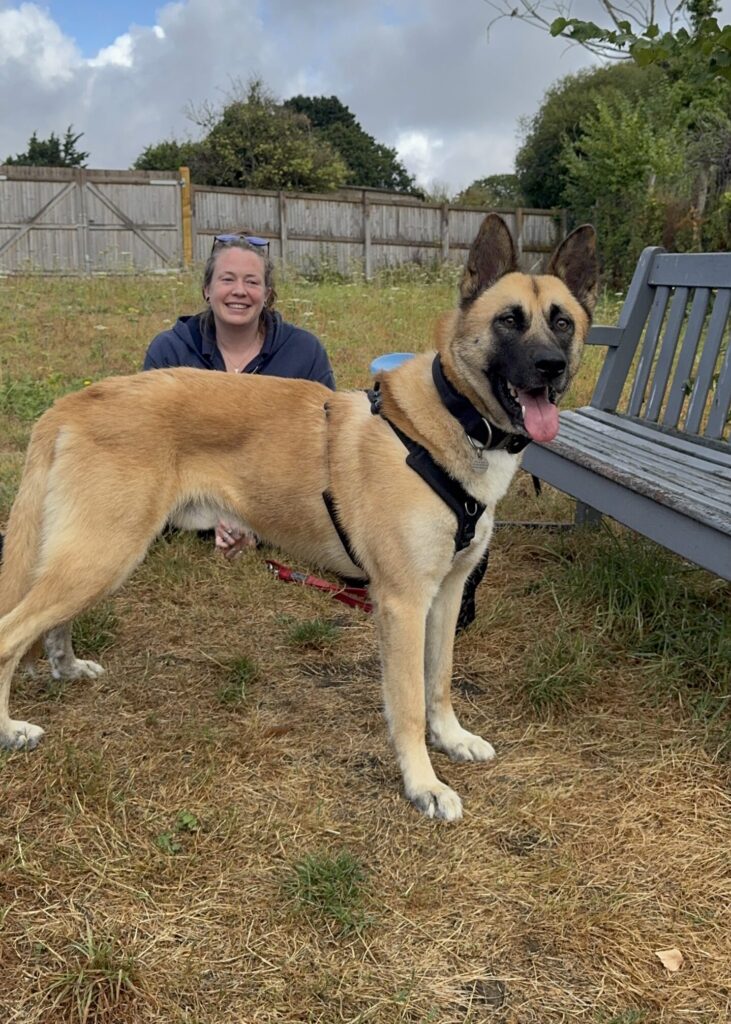 Tufty, a 2 years old male Siberian Husky X Akita available for adoption from RSPCA in Hampshire