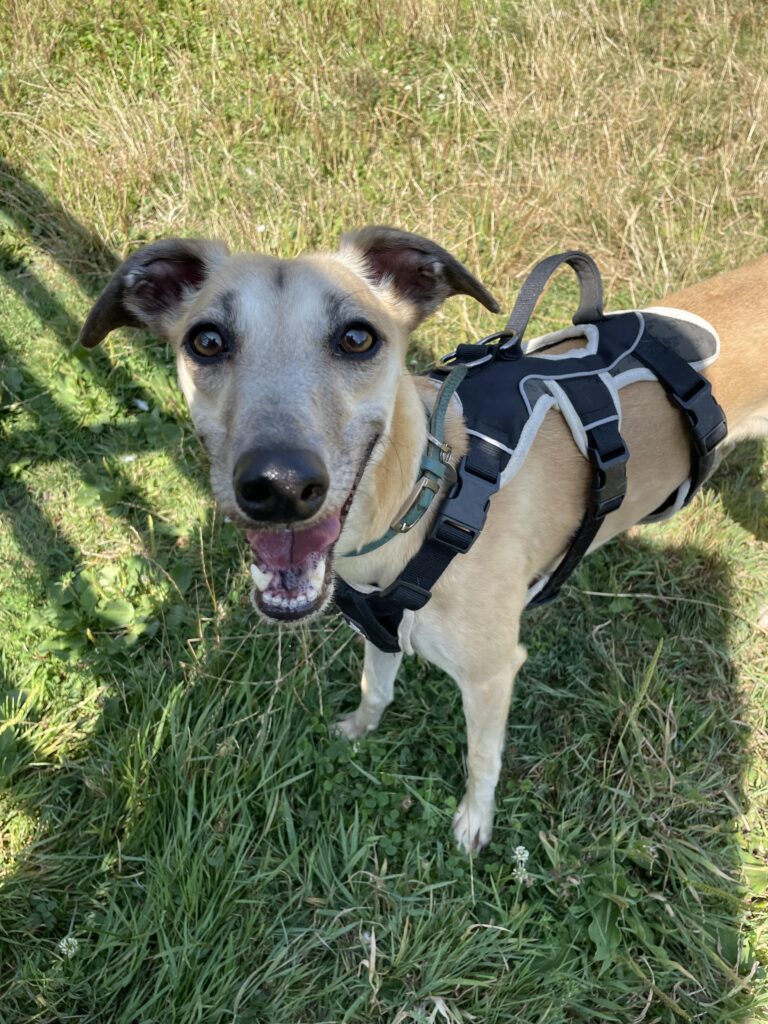 Bluebell, a 4 years old female Lurcher X Saluki available for adoption from RSPCA in Hampshire