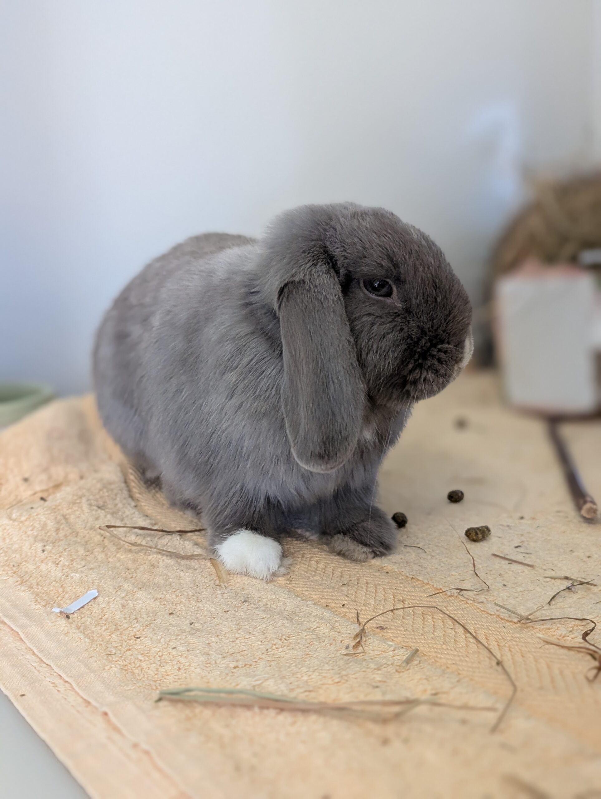 Dash & Daisy — photo 3