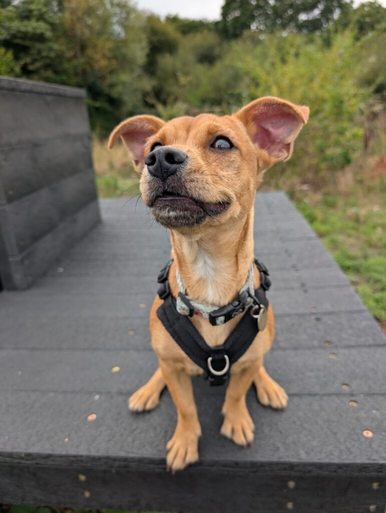Scrappy, a 9 months old male Chihuahua X Terrier available for adoption from RSPCA in Hampshire