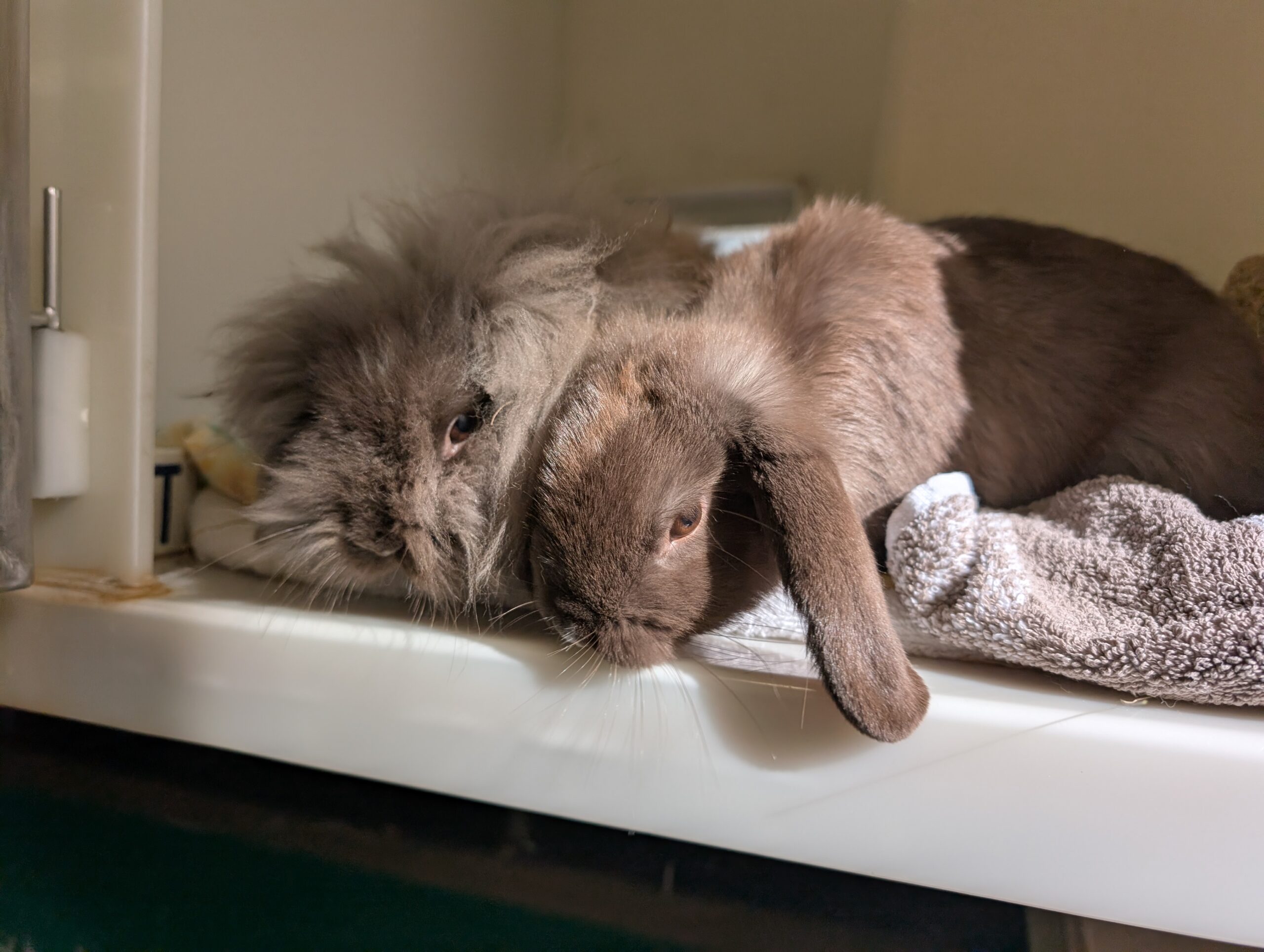 Brownie & Jelly — photo 4
