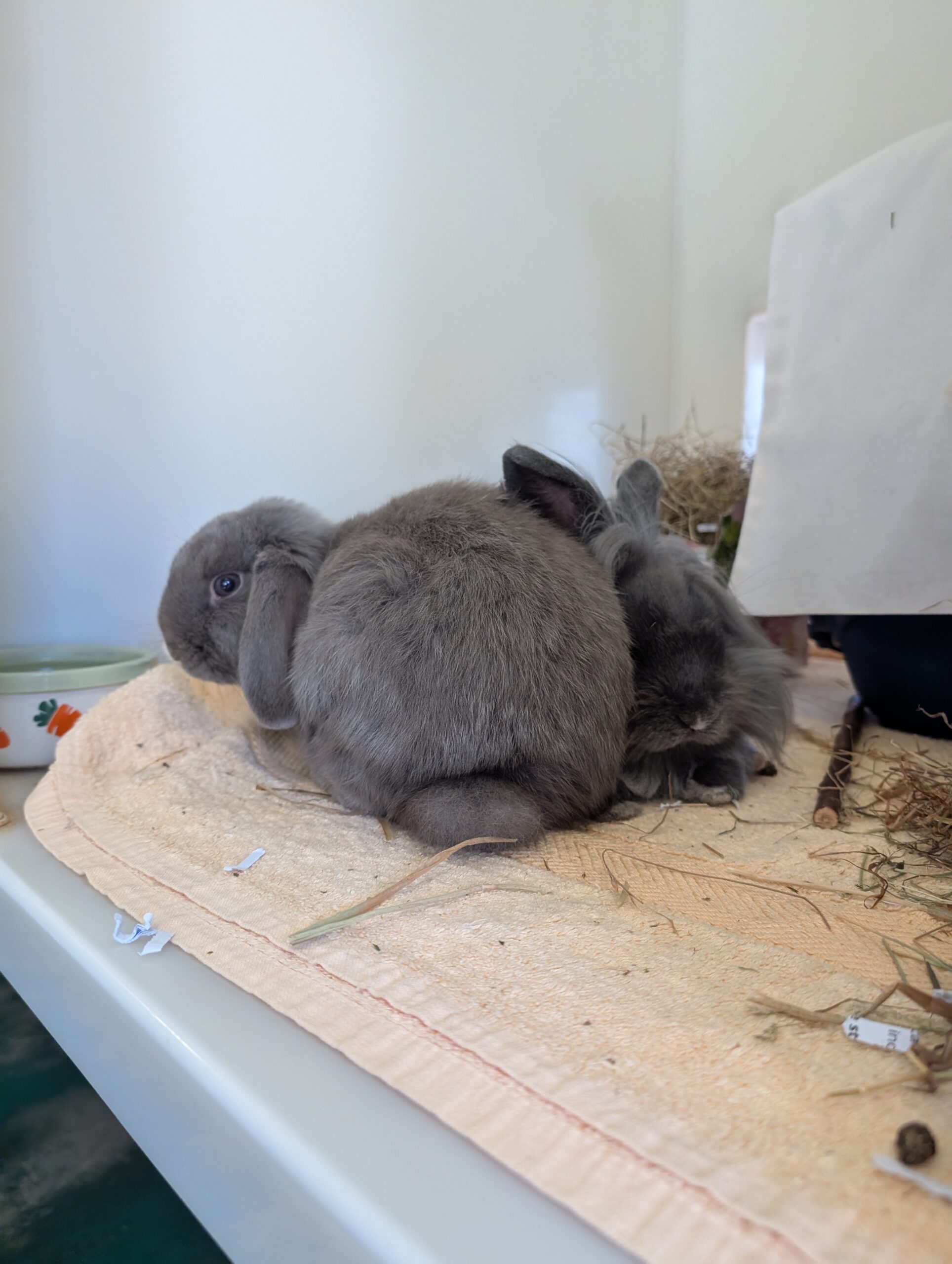 Dash & Daisy — photo 4