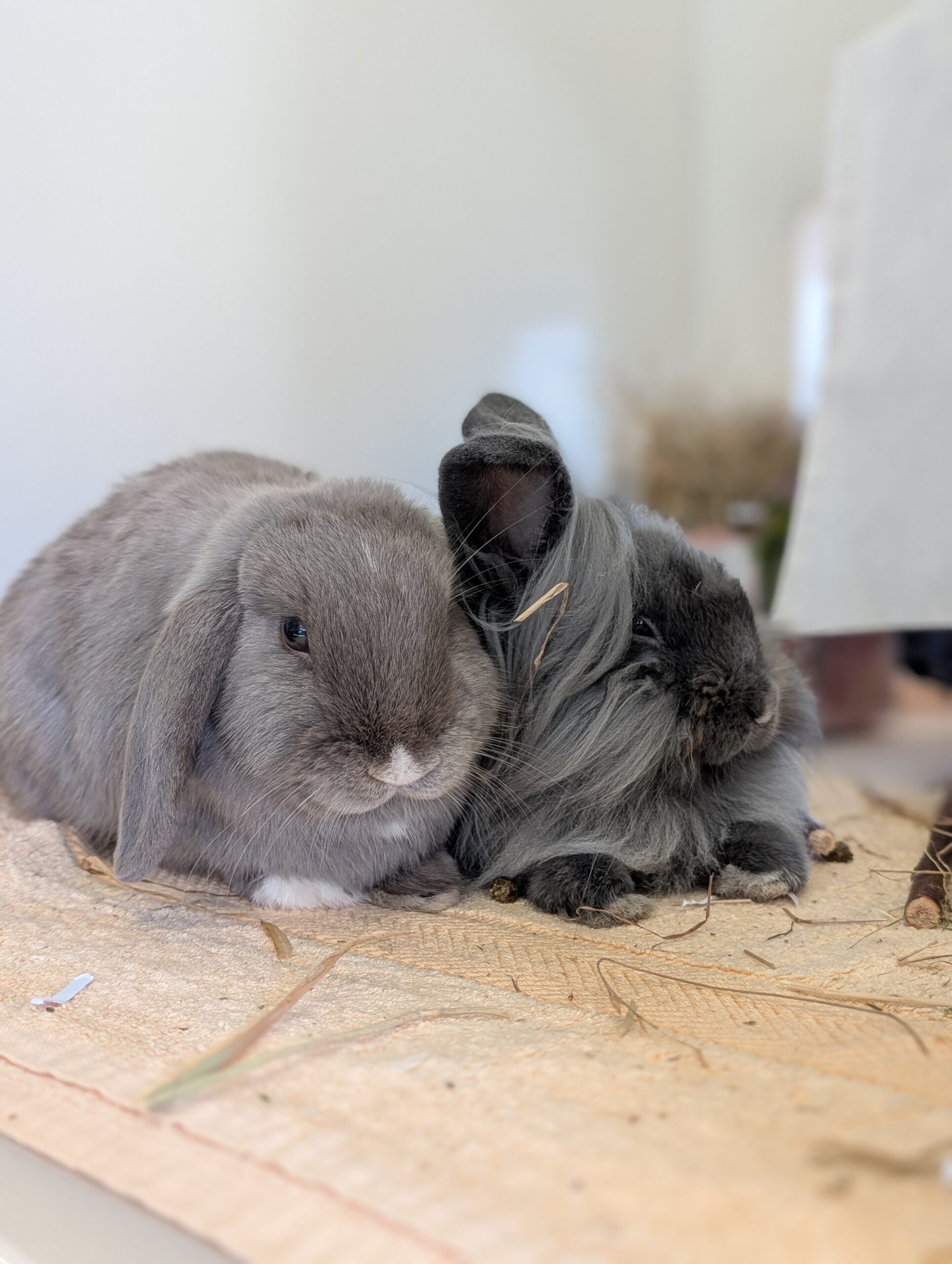 Dash & Daisy — photo 5