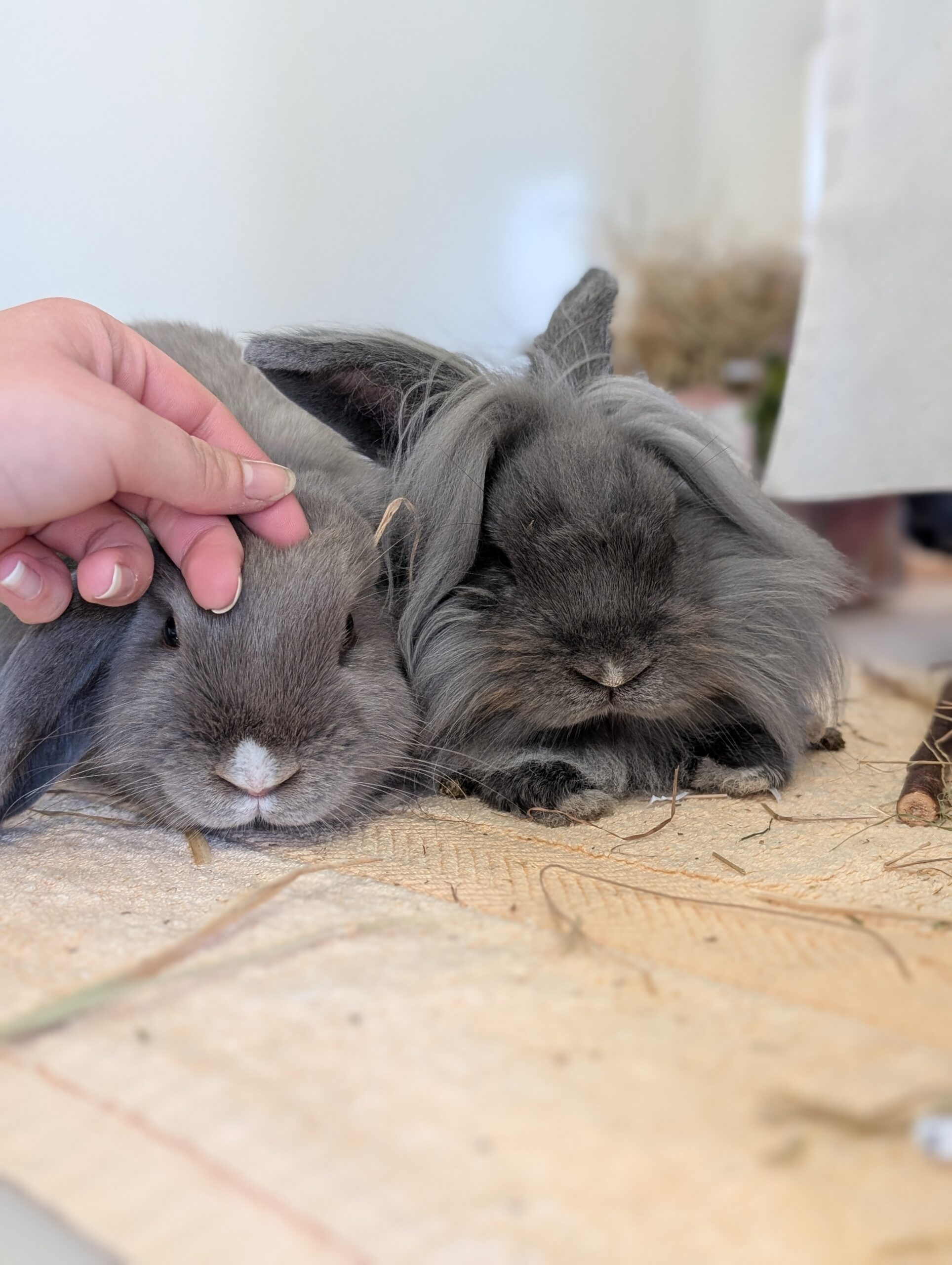 Dash & Daisy — photo 6