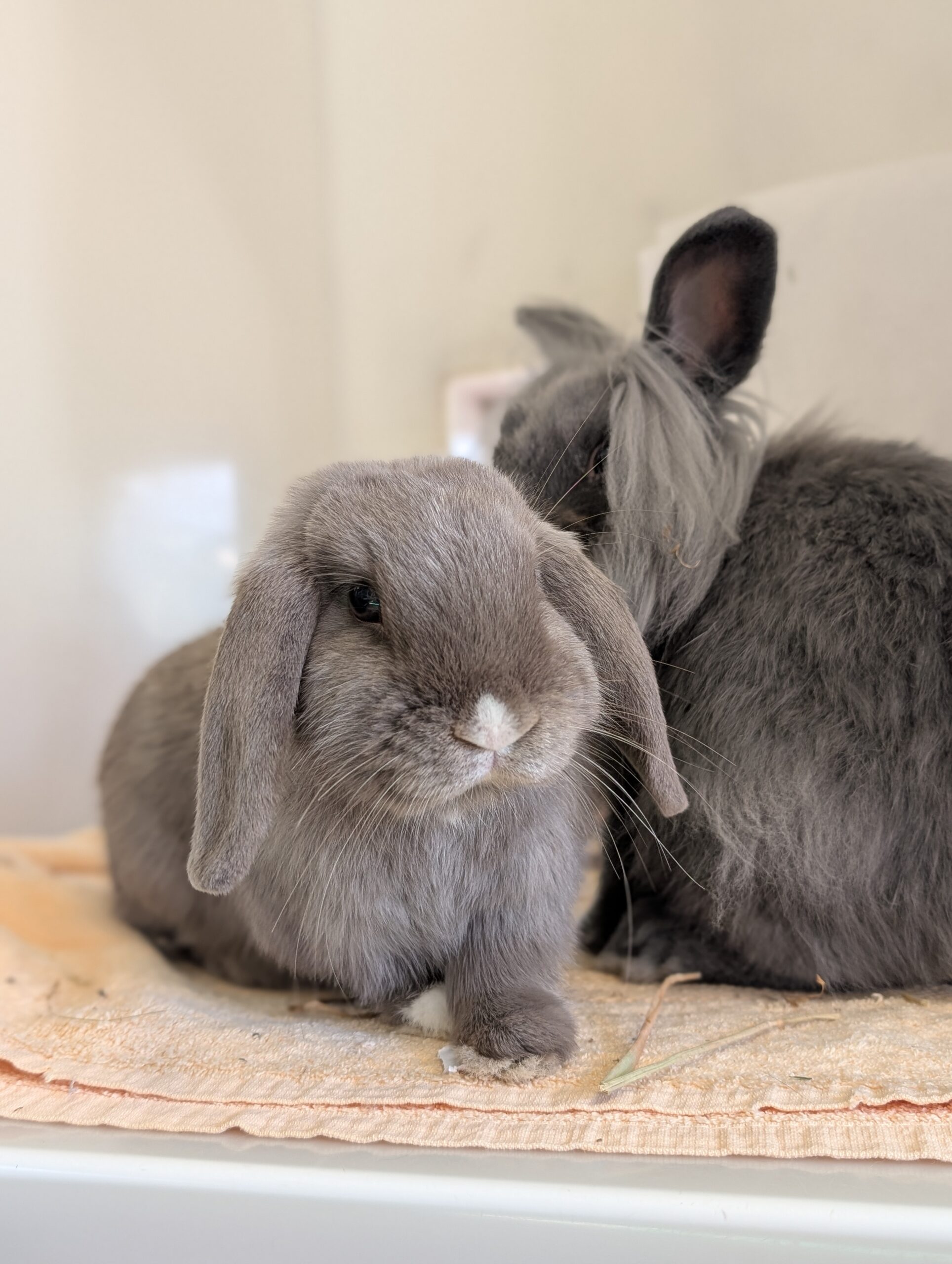 Dash & Daisy — photo 2