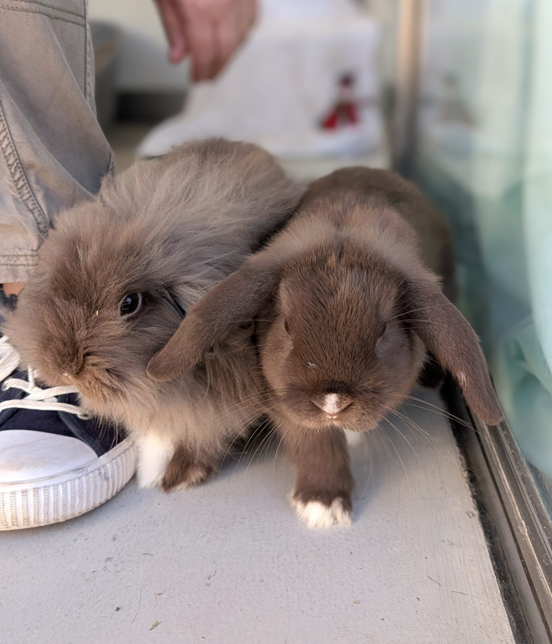 Brownie & Jelly — photo 2
