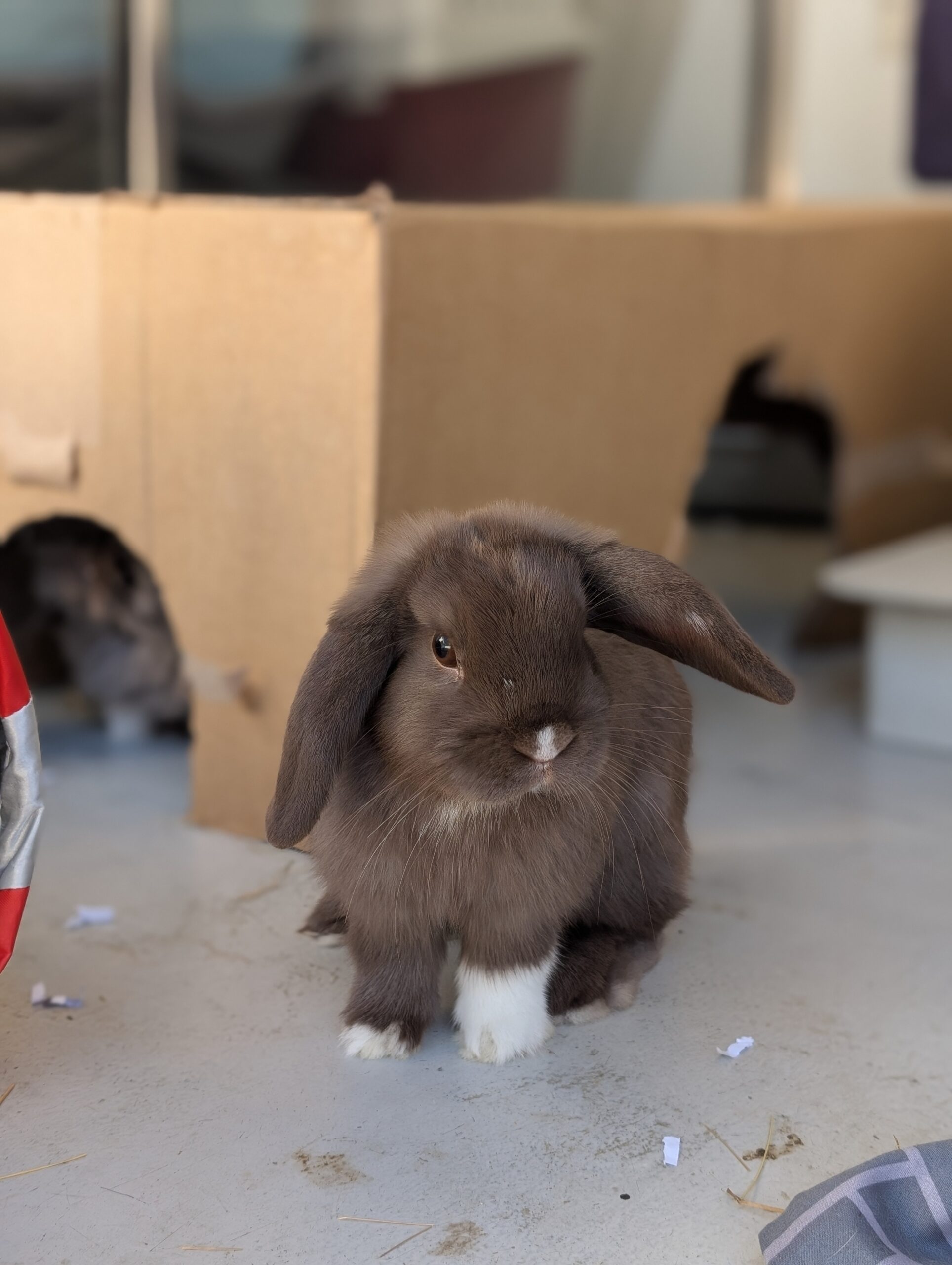 Brownie & Jelly — photo 1