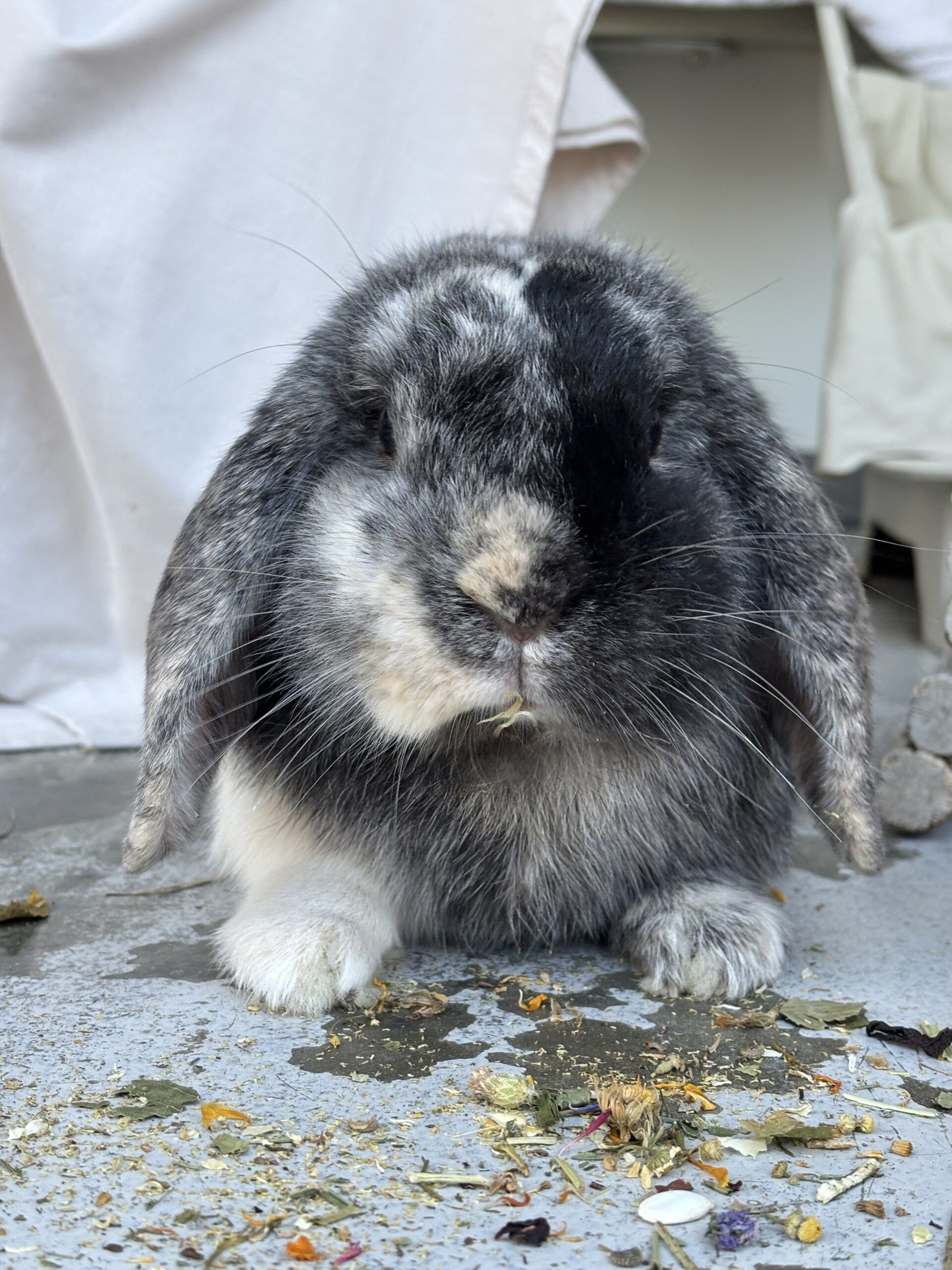 Benji — photo 2