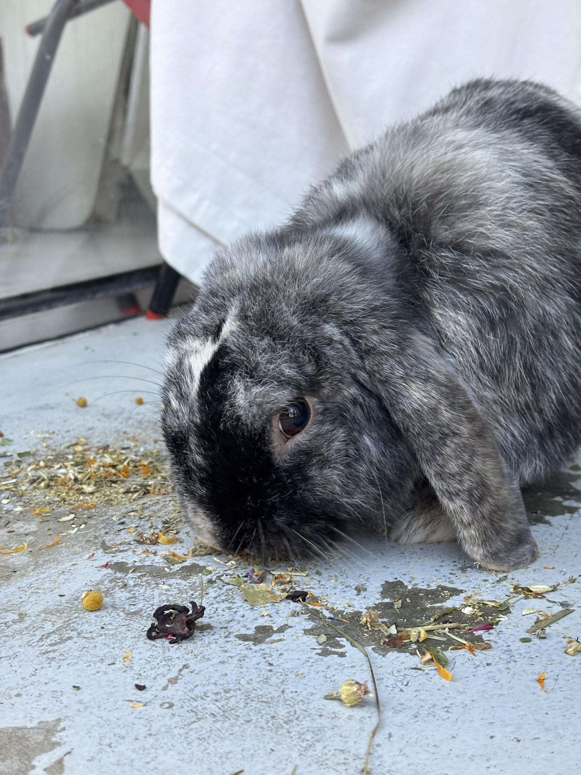 Benji — photo 3