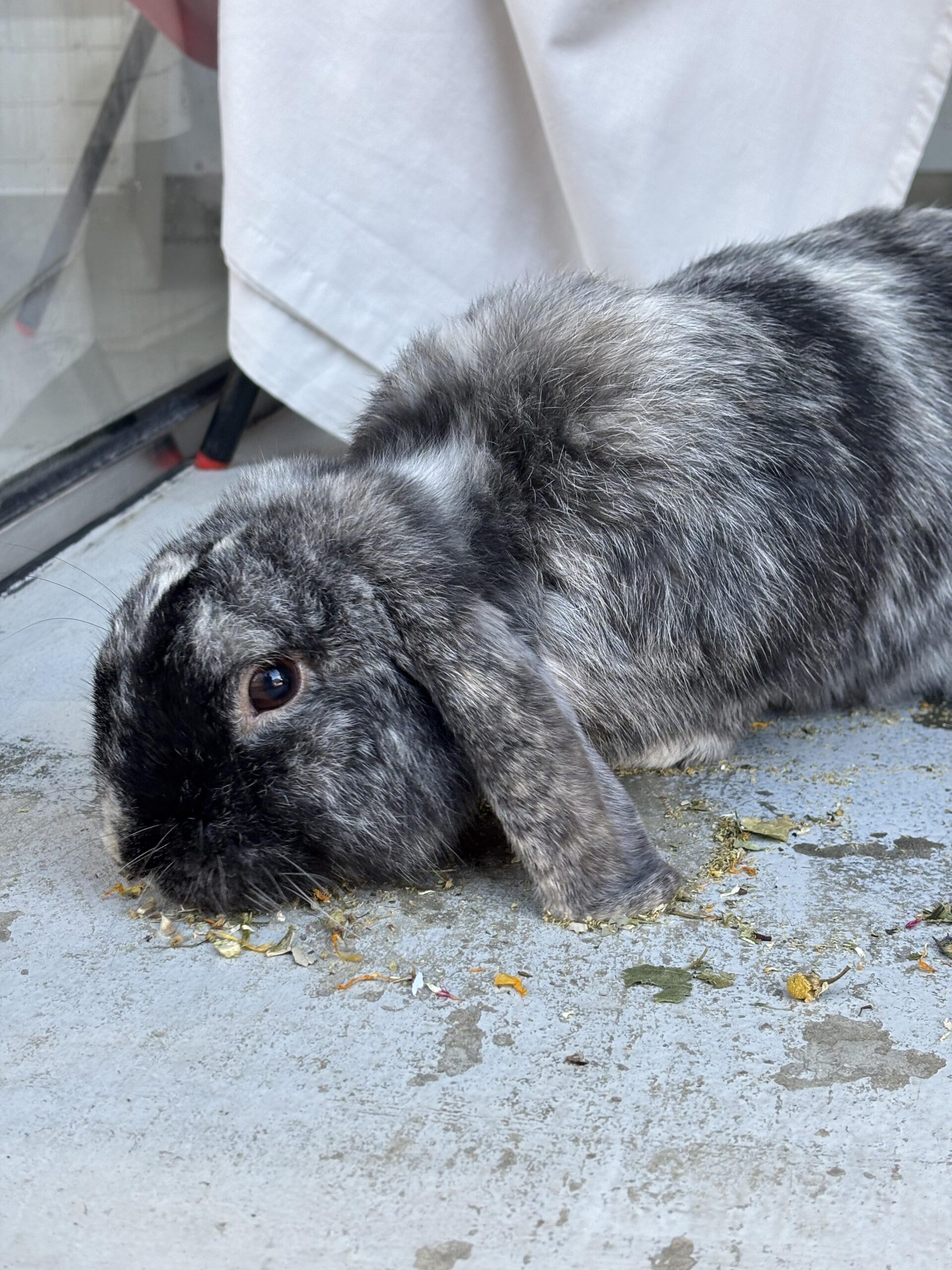 Benji — photo 5