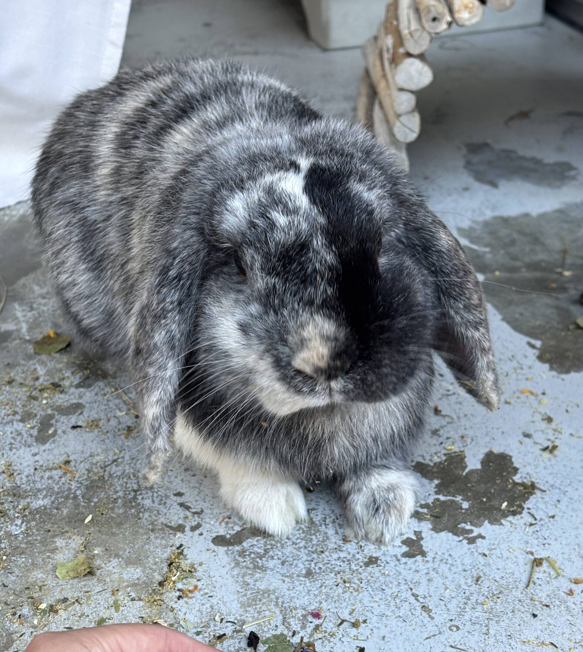 Benji — photo 4
