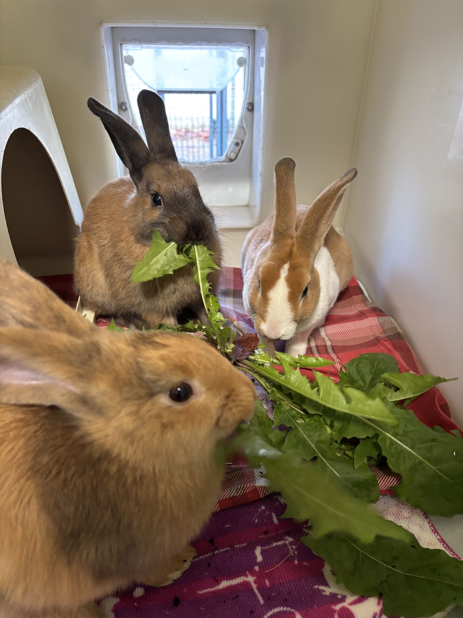 Arlo & Honey & Billie — photo 1