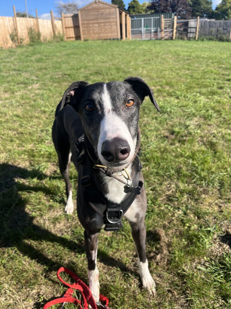 Hitchcock, a 3 years old male Greyhound available for adoption from RSPCA in Hampshire