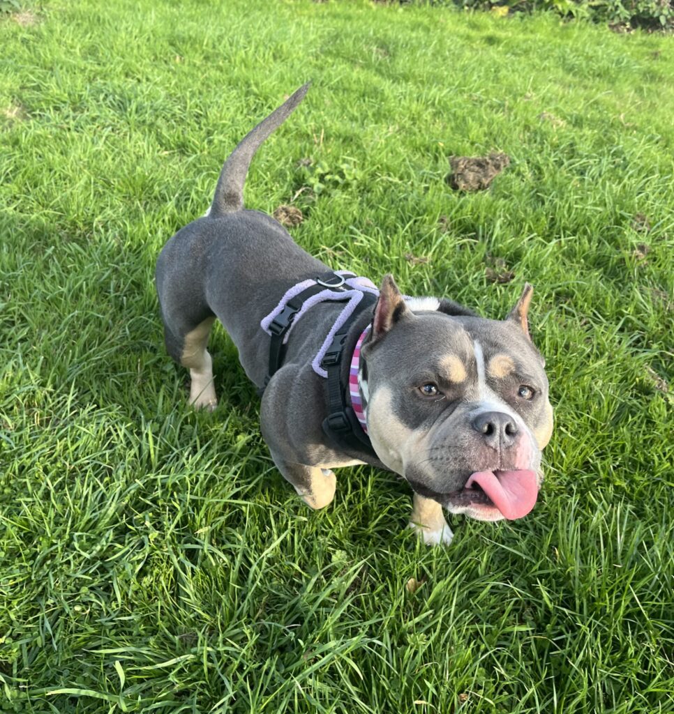 Fiona, a 2 years old female Pocket Bully available for adoption from RSPCA in Hampshire