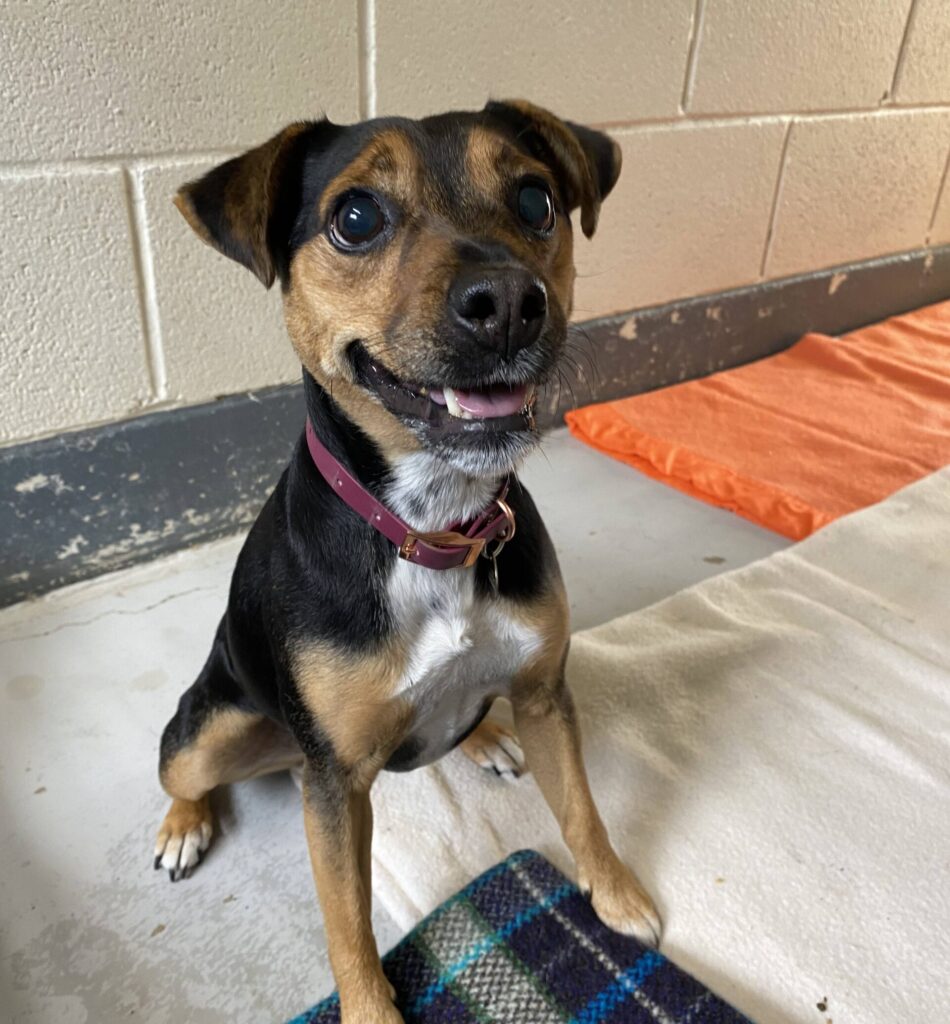 Olive, a 5 years old female Jack Russell Terrier X Pug available for adoption from RSPCA in Hampshire