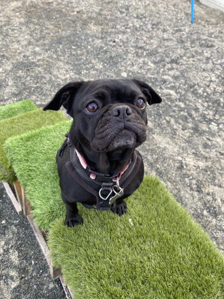 Mildred Hubble, a 6 years old female French Bulldog X Pug available for adoption from RSPCA in Hampshire