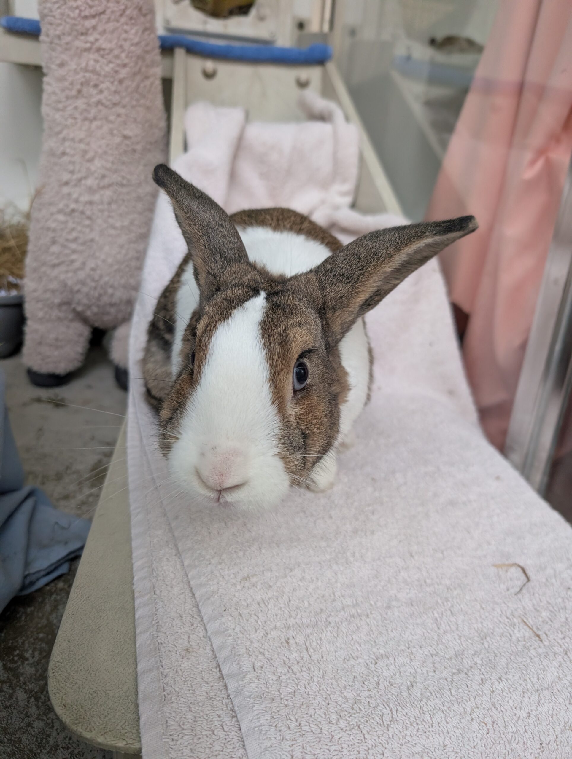 Milo — photo 2